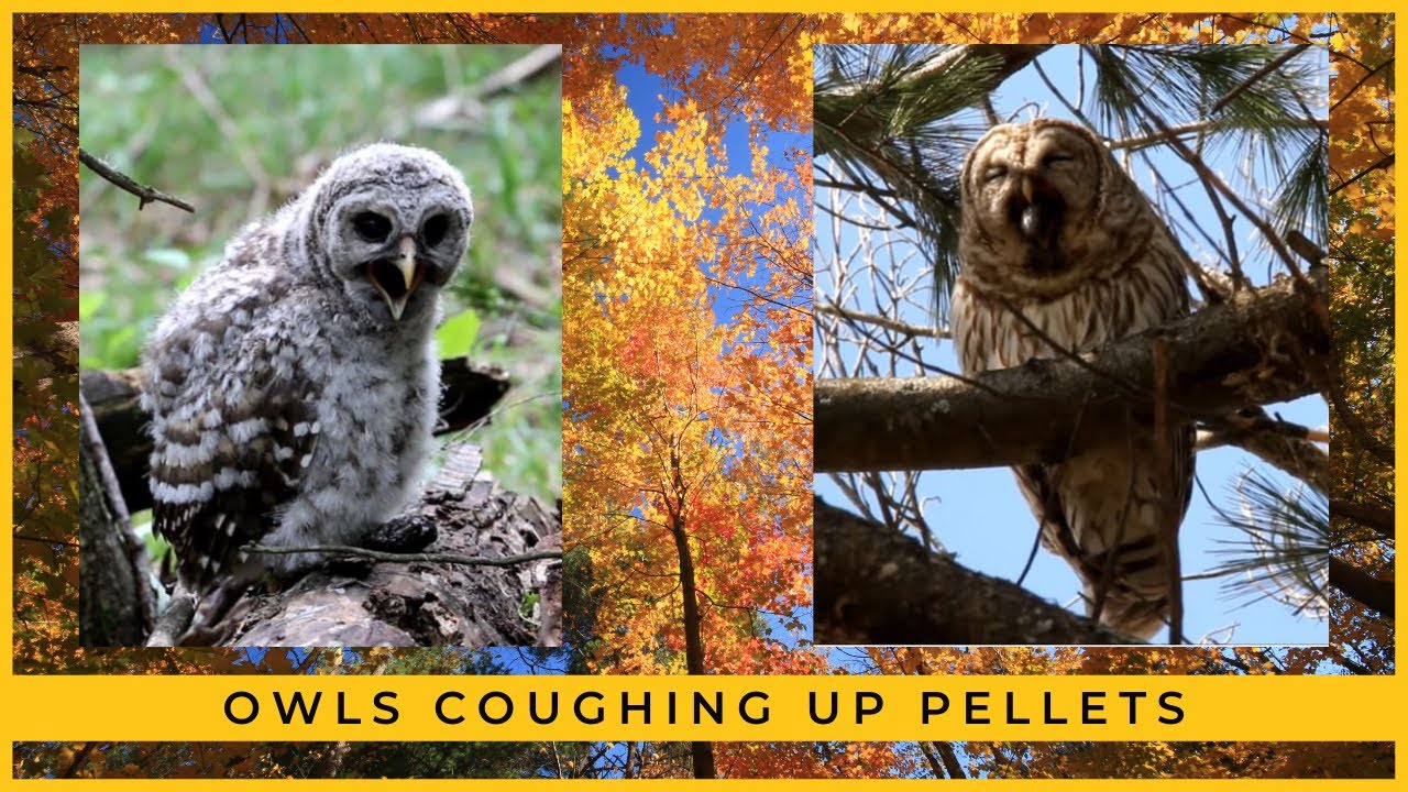 Owls Coughing Up Pellets (Adult and Juvenile Barred Owl)