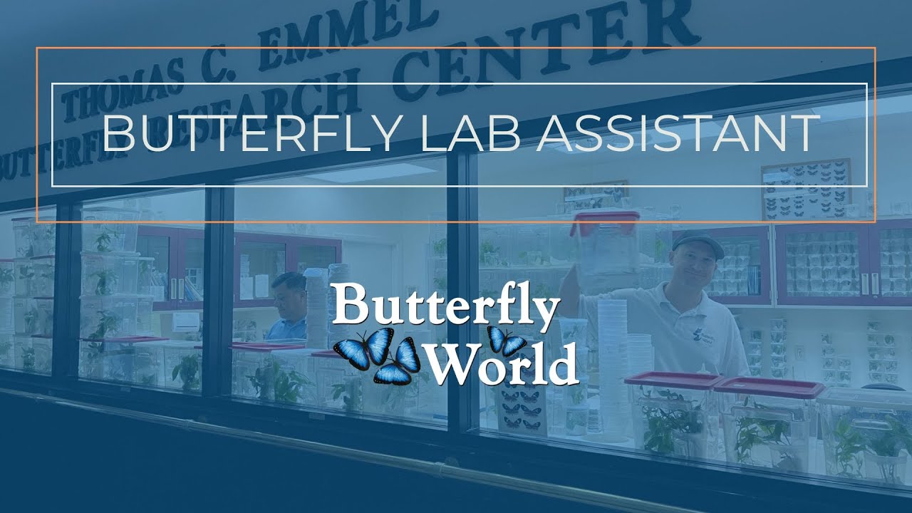 Employment at Butterfly World for Butterfly Breeding Assistant