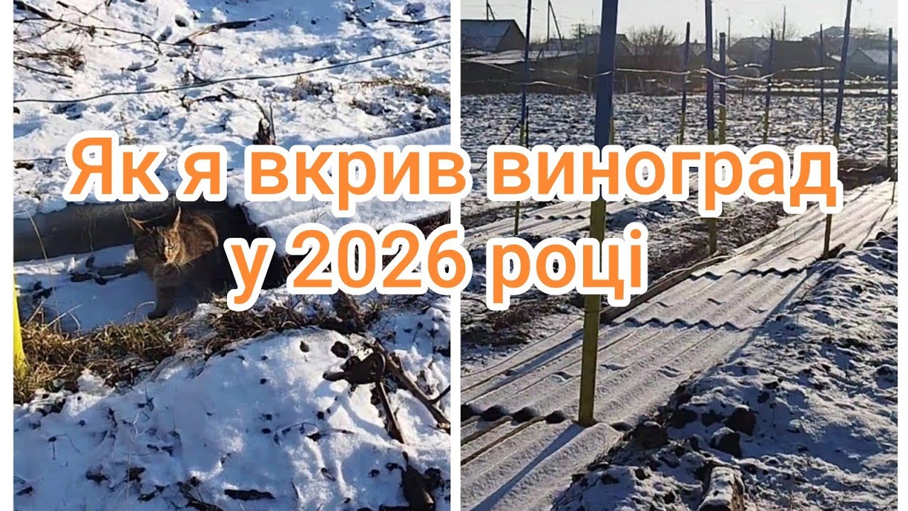 Укриття винограду цього сезону. Яка його ефективність? Полтавська область. 2026 рік