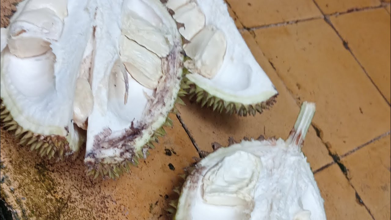 REZEKI NOMPLOK DAPET PISANG + DUREN | KKN VLOG
