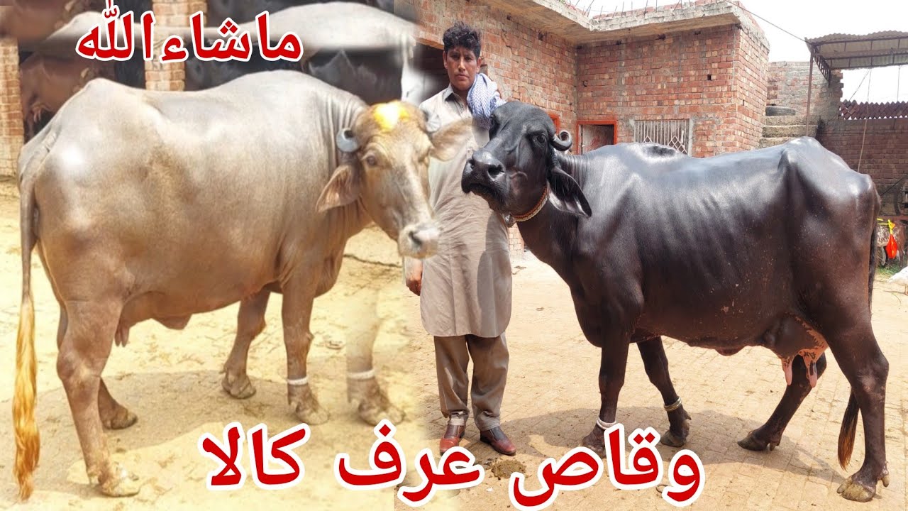 وقاص عرف کالا  ضلع گجرات 7بھینیس 1گائے 6بکریاں برائے فروخت 29جولائی karnana channel2025