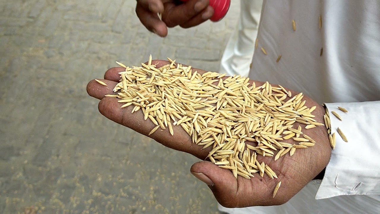 How decide the price of Paddy. Factors affecting quality of Paddy.