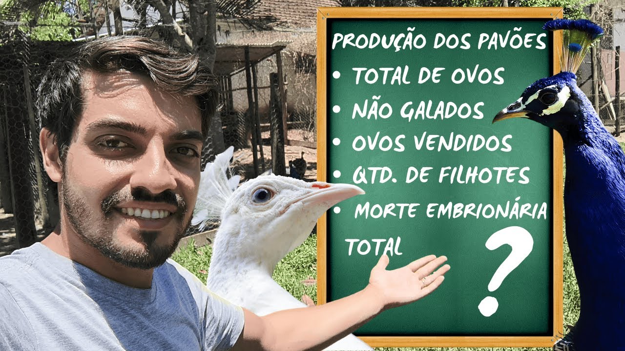 Vale a pena criar Pav&atilde;o? Detalhando a produ&ccedil;&atilde;o das minhas Aves