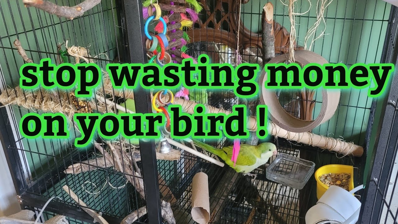STOP wasting money on your bird |  diy bird  toys