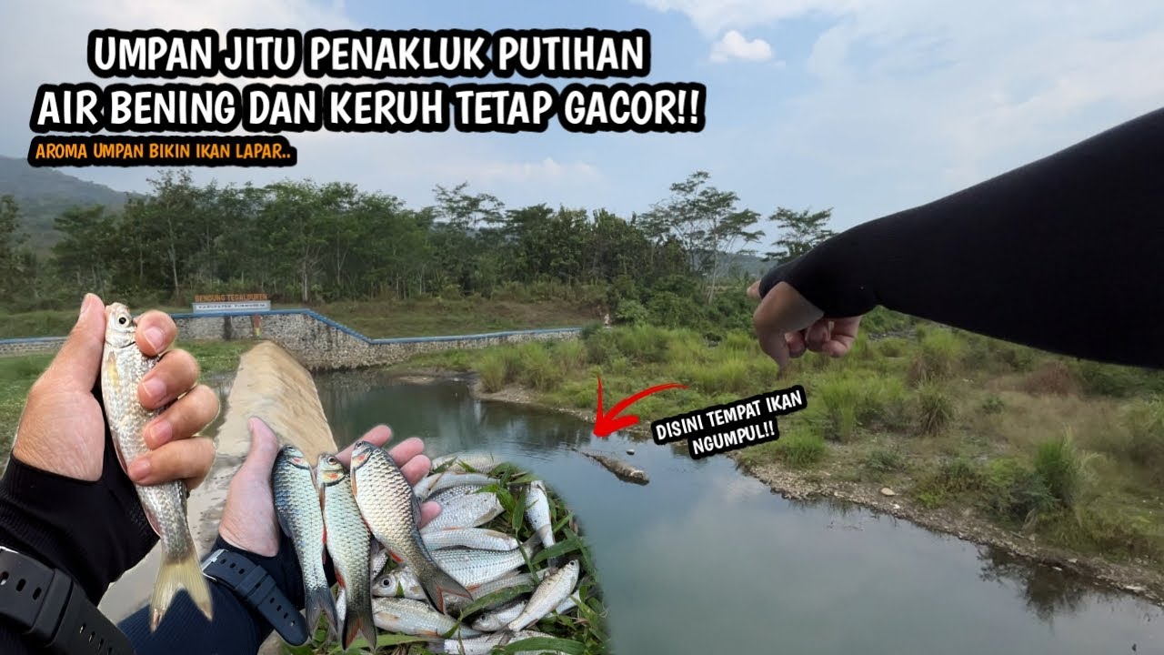 UMPAN INSTAN KESUKAAN IKAN PUTIHAN!! Mancing wader teknik kumbul di spot air bening dan keruh bersih
