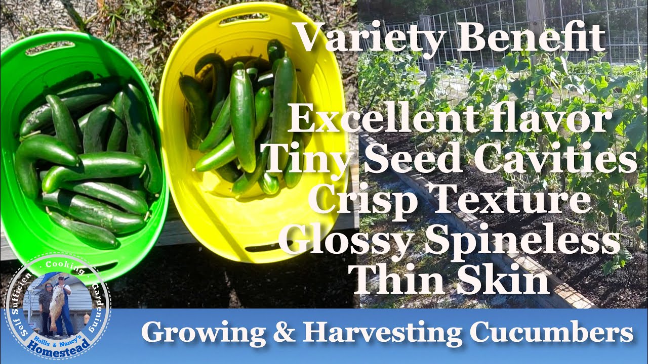 Growing Cucumbers - Harvesting Cucumbers (at Home)