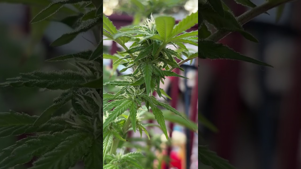 Flower update. I won&rsquo;t lie boys. I&rsquo;m cooked. #nothingforsale #garden #cannabisdaily #fypシ゚viral