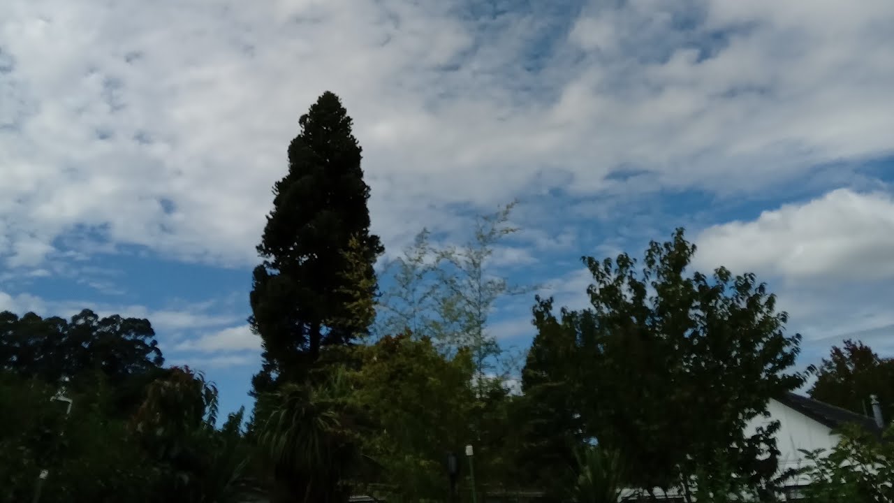 early morning birds charming sound in  garden live!
