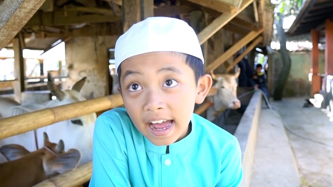 Diwan Nyari Sapi Buat Qurban | Fikrifadlu