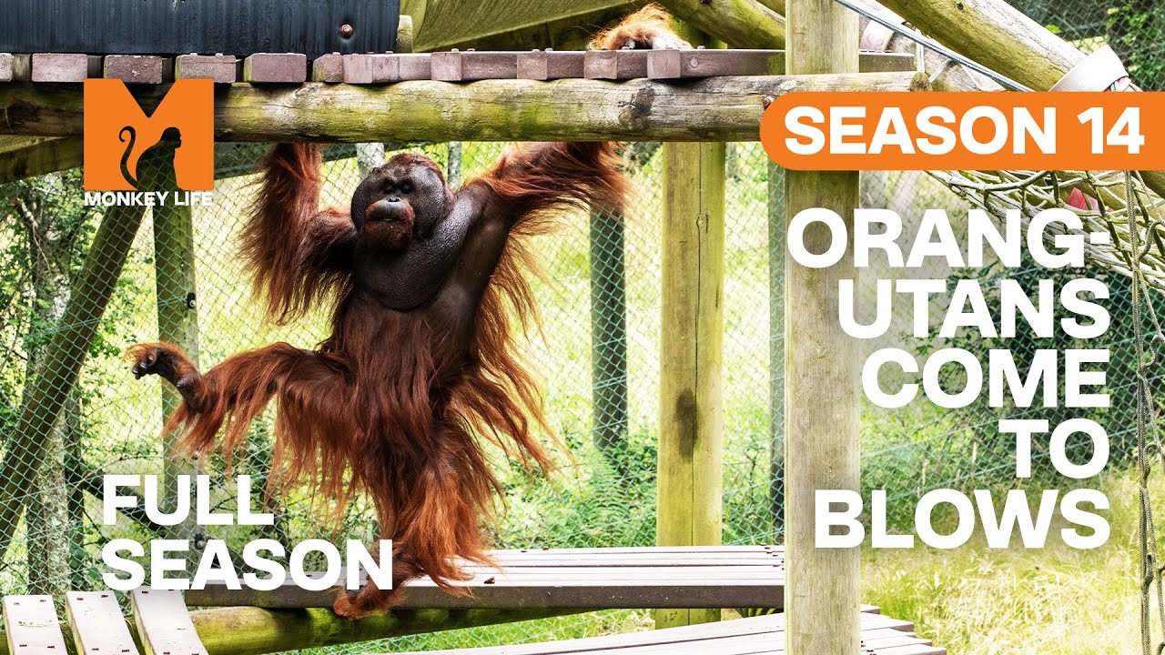 Orang-utans Come To Blows | Season 14 | Full Season | Monkey Life