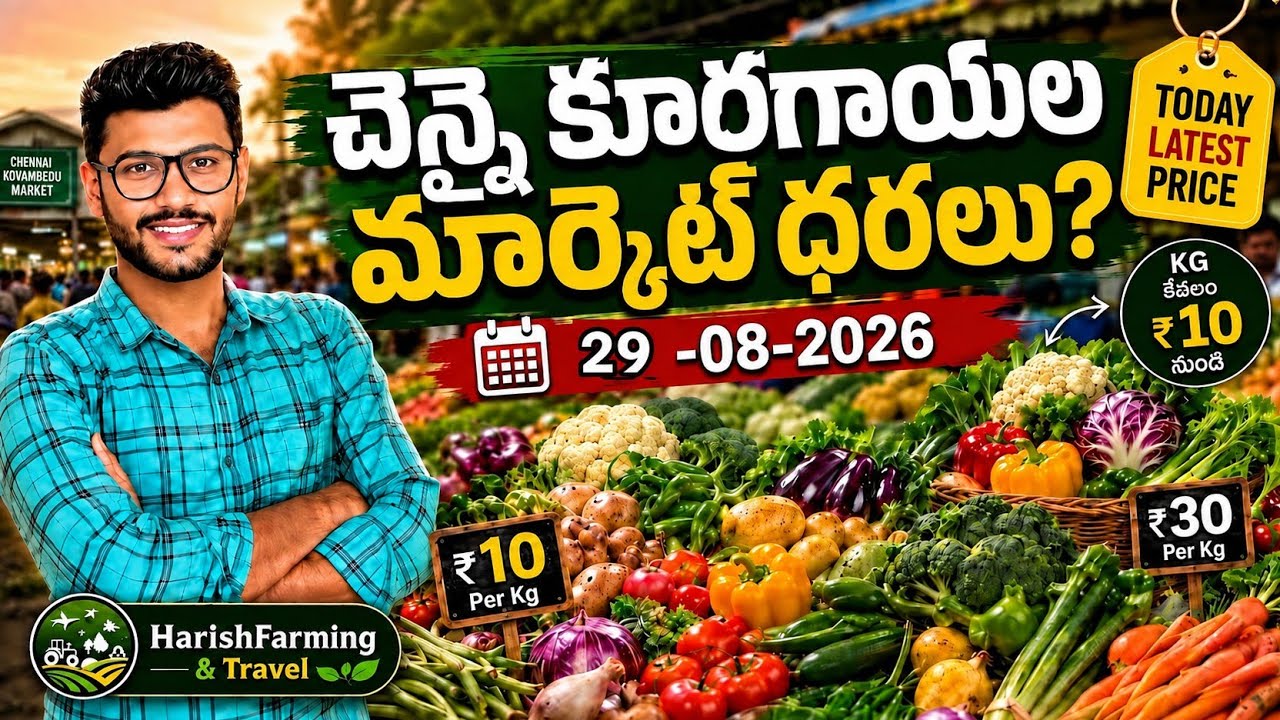 {29-08-2026}Today Chennai  Vegetable market prices??|ఈరోజు చెన్నై కూరగాయల మార్కెట్ ధరలు?