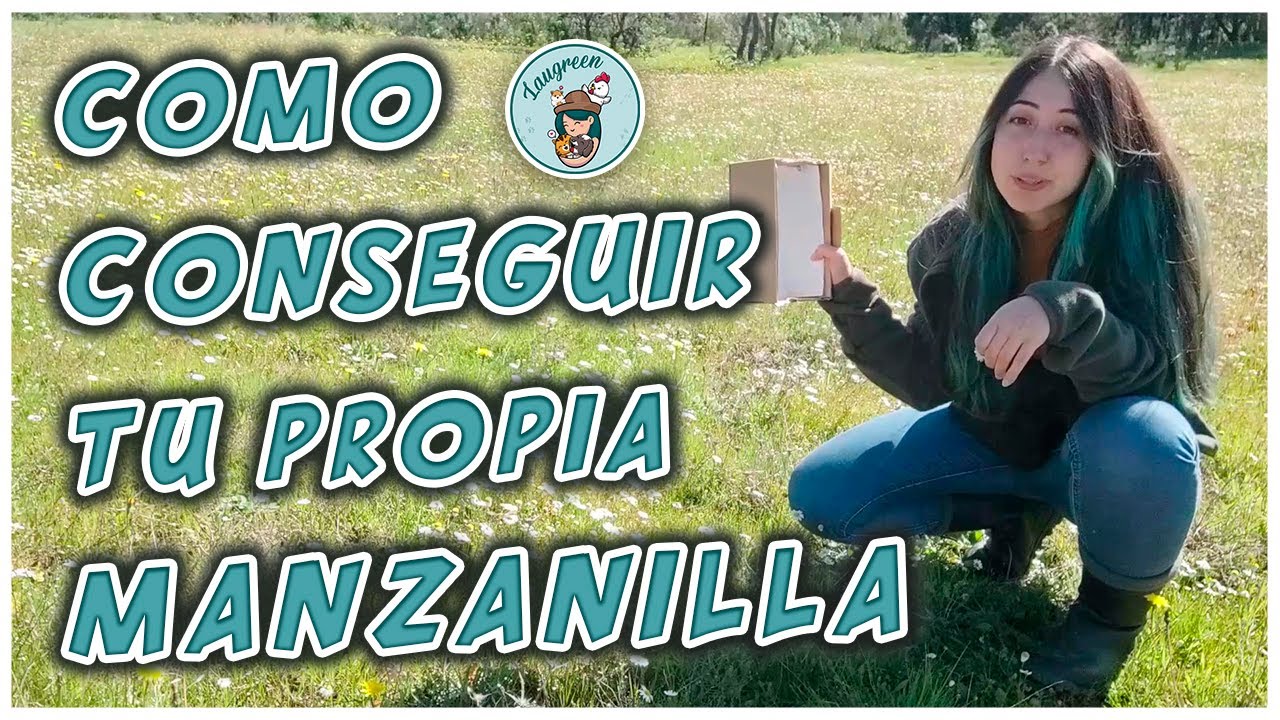 Cosechando mi Propia Manzanilla | Recogida y Secado 🌼