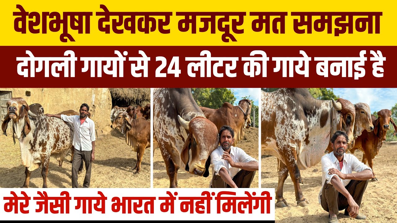 किसान ने 2,00,000₹ में गुजरात से खरीदा #girbull 👍1साल में बदल दी गौशला की किस्मत #ajmergircow