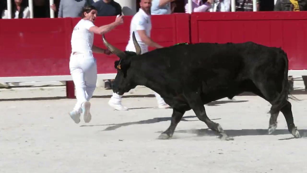Lunel 2022 - Le taureau Aramis de la manade Nicollin
