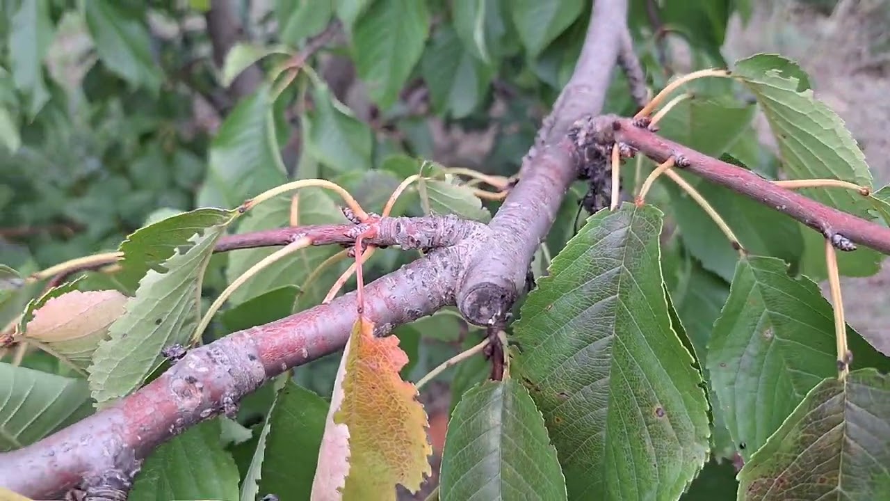 Βακτηριακό έλκος κερασιάς, Pseudomonas syringae.  Συμπτώματα και αντιμετώπιση.