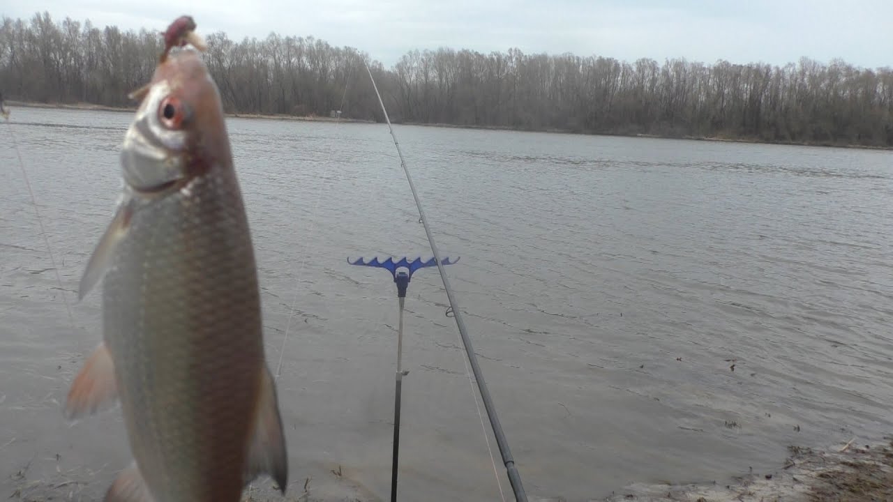 Десна 🌳 Відкриття фідерного сезона  🎣 Плітка клює навіть в дощ ☂