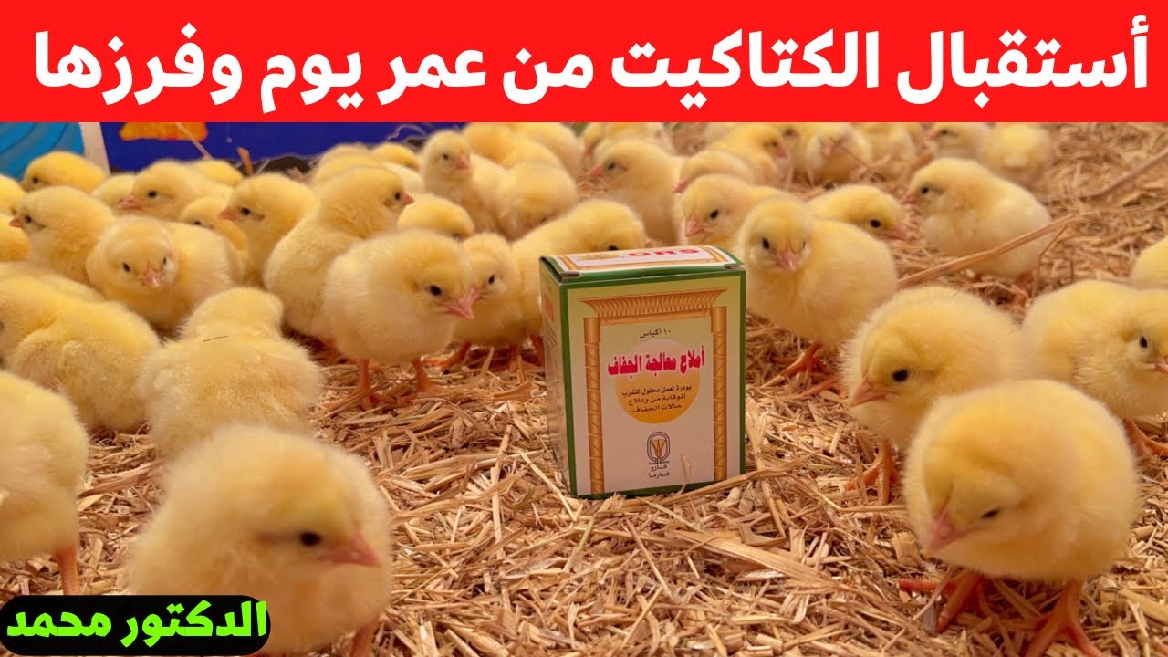أسهل طريقه أستقبال الكتاكيت البيضاء عمر يوم ومعرفه الفرز الاول وهعلمك تفرز الديوك 🐔 مع دكتور