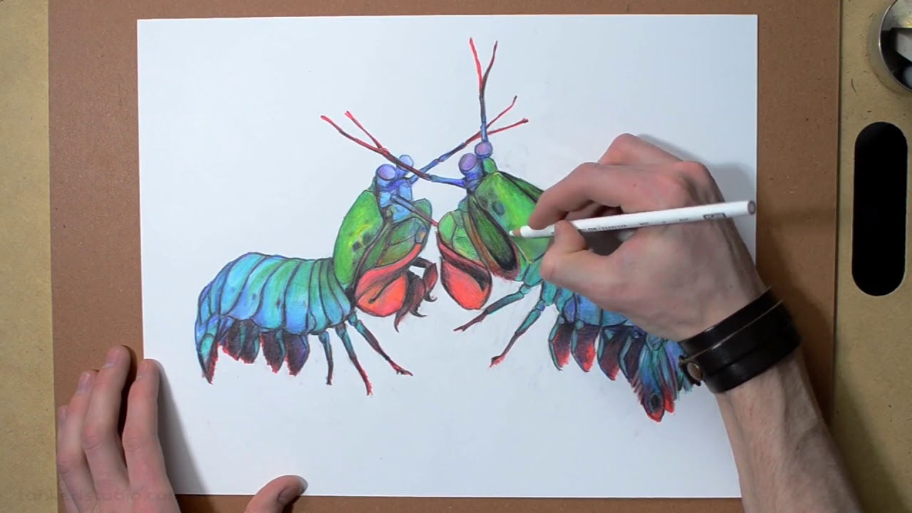 Mantis Shrimp - Time Lapse Drawing - Peacock Mantis Shrimp Illustration