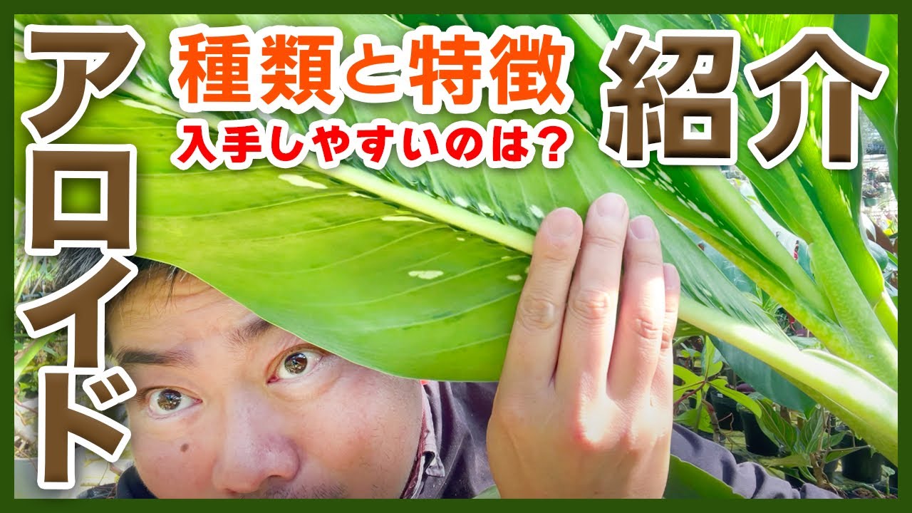 【観葉植物】魅惑のアロイド　ざっくり紹介　モンステラ・アンスリウムなど