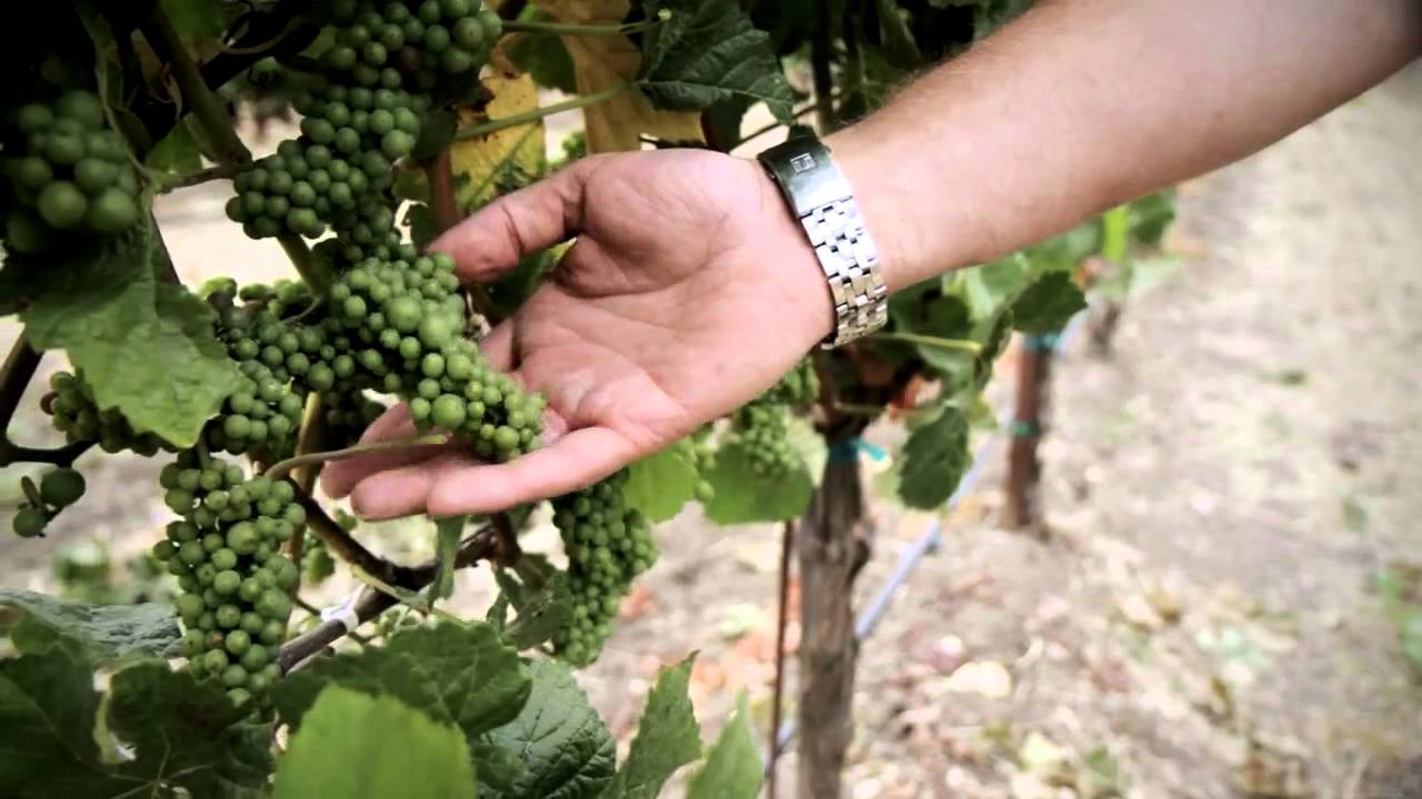 Chamisal Clonal Selection