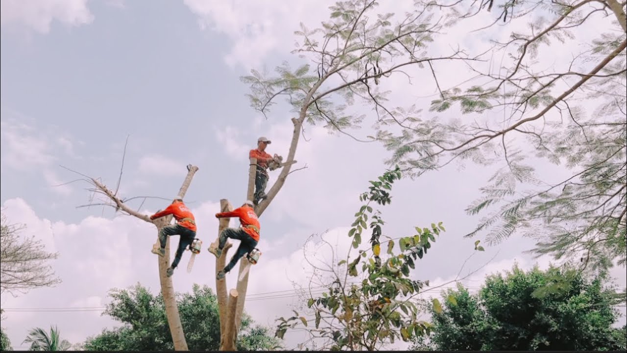 Anh thợ cưa cây trường học quá cao 