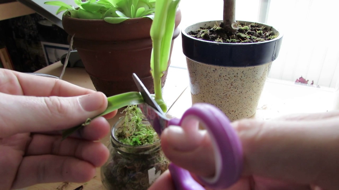 Nepenthes (Kannenpflanze) &uuml;ber Stecklinge vermehren! | Tutorial | Karnico