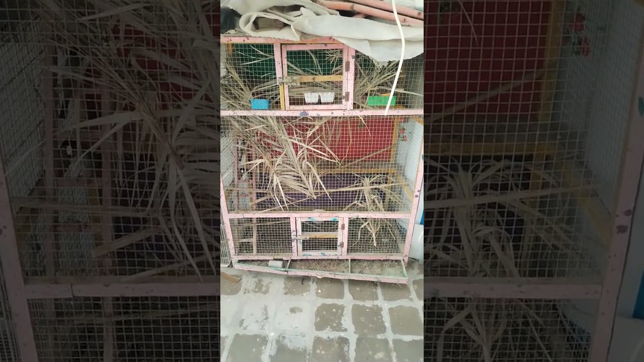 شرح عن غذاء الفراخ البلابل العراقيه