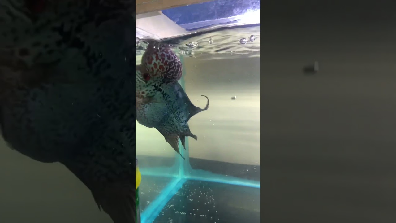 Feeding time for my flowerhorn #flowerhorn #kamfa #kml #aquarium #fish #magma #srd #shorts #shorts_
