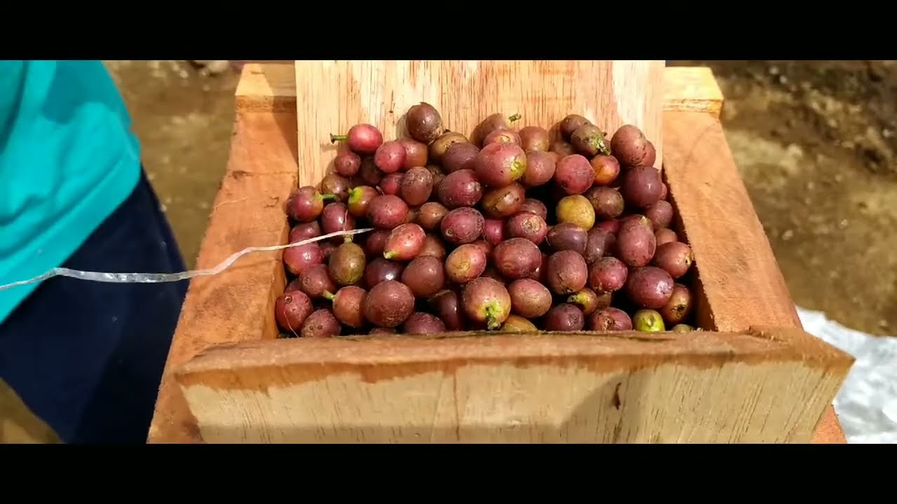 Hemat + Murah!!.. ALAT Pengupas Kopi Yang Sederhana