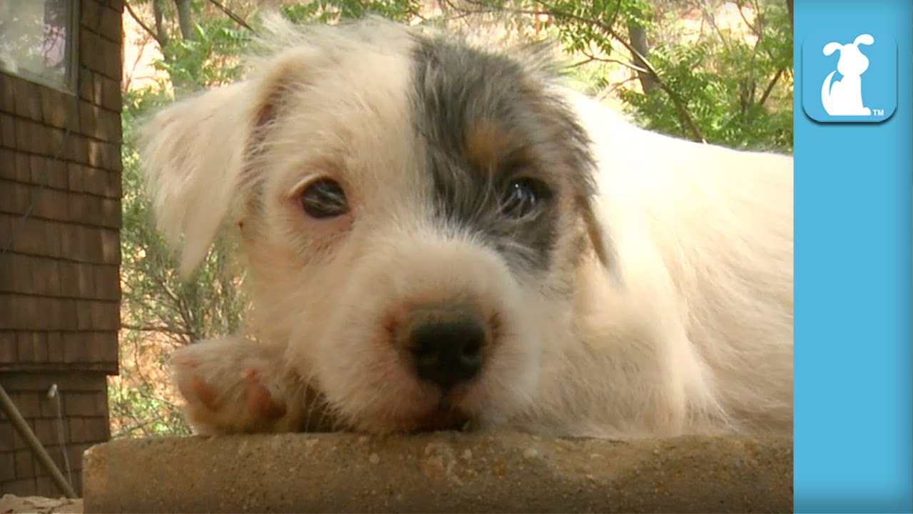 Cutest Parson Russell Terrier Puppies Bounce Around (Compilation) - Puppy Love