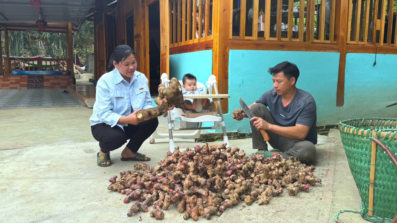 The journey of harvesting galangal to sell.TU goes into the kitchen to cook delicious sweet potatoes
