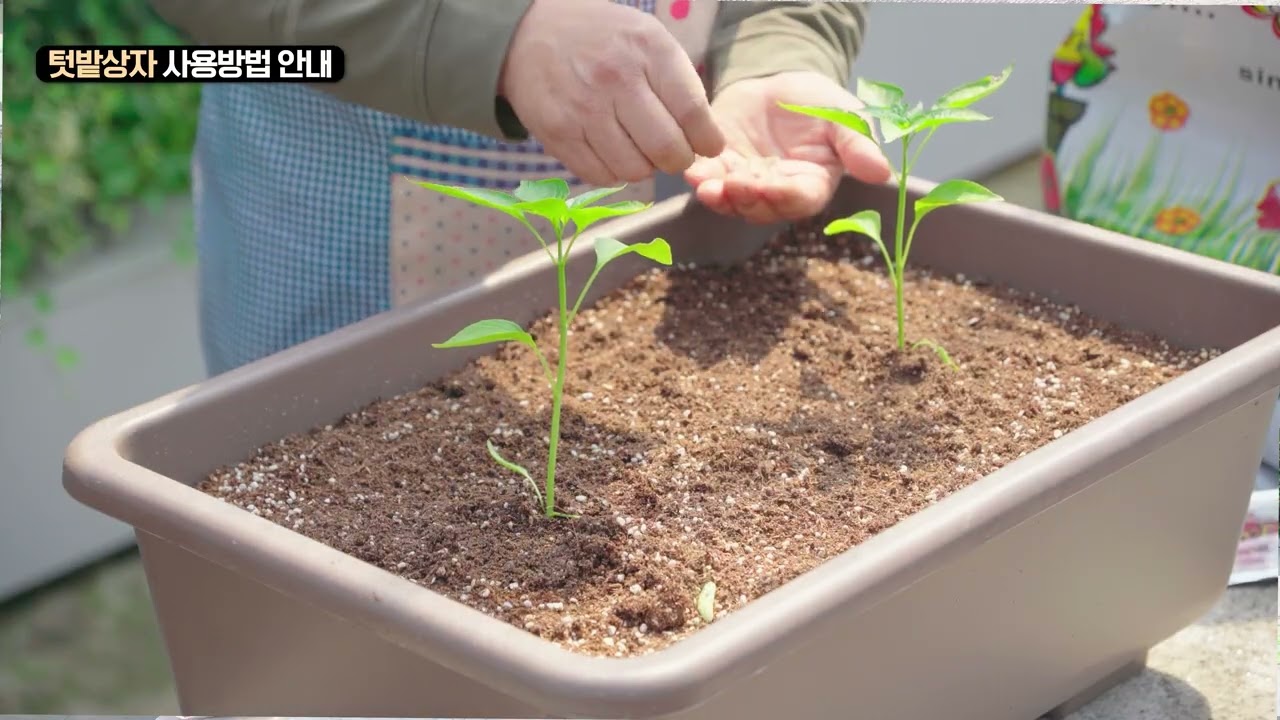 “도시에서 싹트는 초록 취미, 텃밭 상자 사용법 대공개!”