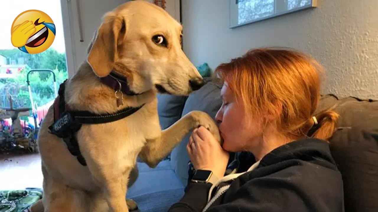 Funny and clever animal video clips 🐕 A compilation of the funniest moments of dogs  🐱