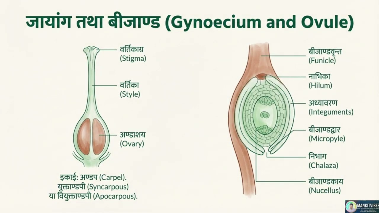 Structure & Development of Male & Female Gametophyte | Class 12 Biology | RPSC/REET/NEET |