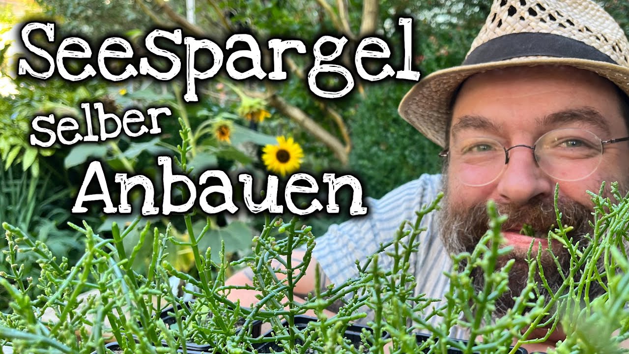 Seespargel, Queller, Salicornia selber anbauen