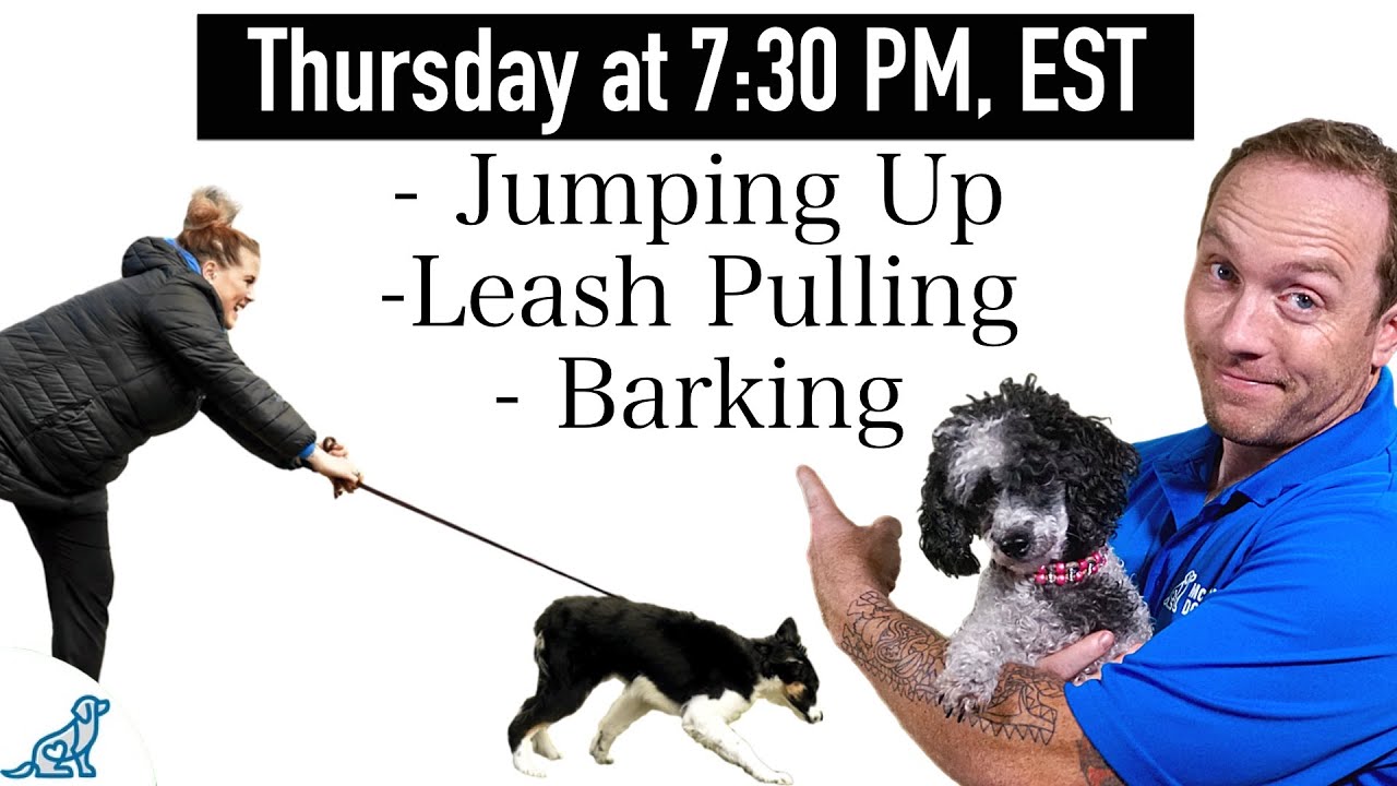 3 Dog Training Steps To Stop ANY Unwanted Behavior!