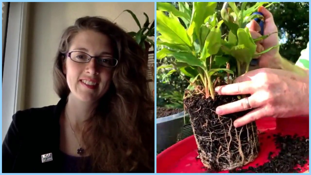 Plant Propagation and Backyard Gardening