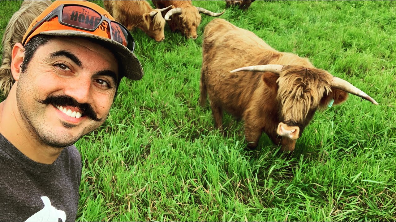 WHY I WANT TO GET ONE OF THESE... Visiting a Highland Cattle Farm