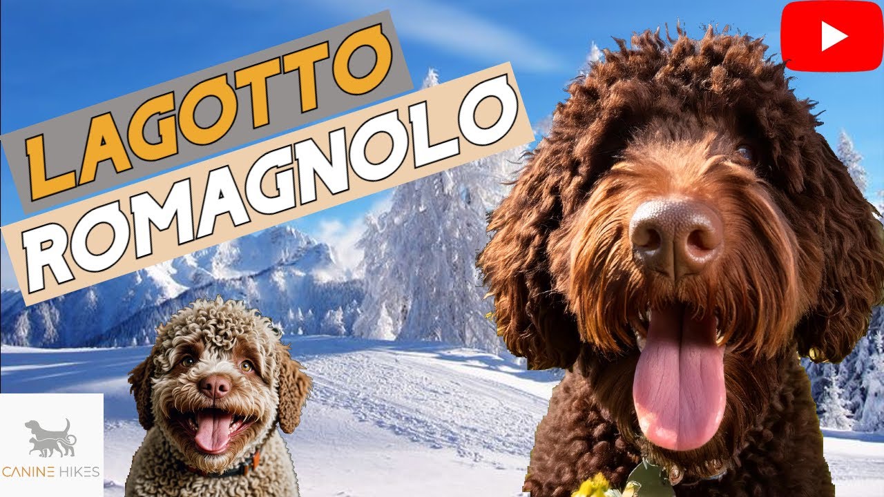 Canine Hikes T2 E25: Discover the Lagotto Romagnolo: The Ultimate Truffle Hunter!🐾