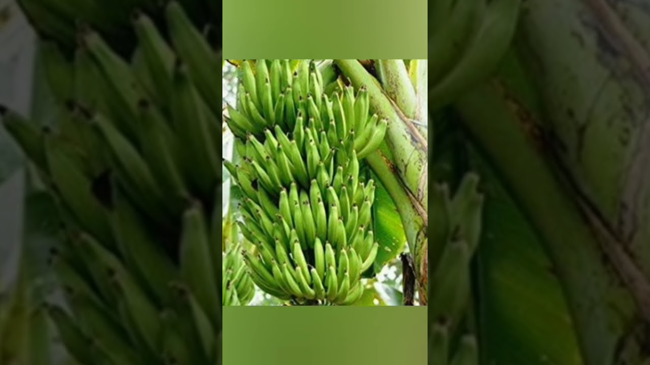it is to be done to overcome the fruit cracking and yield loss