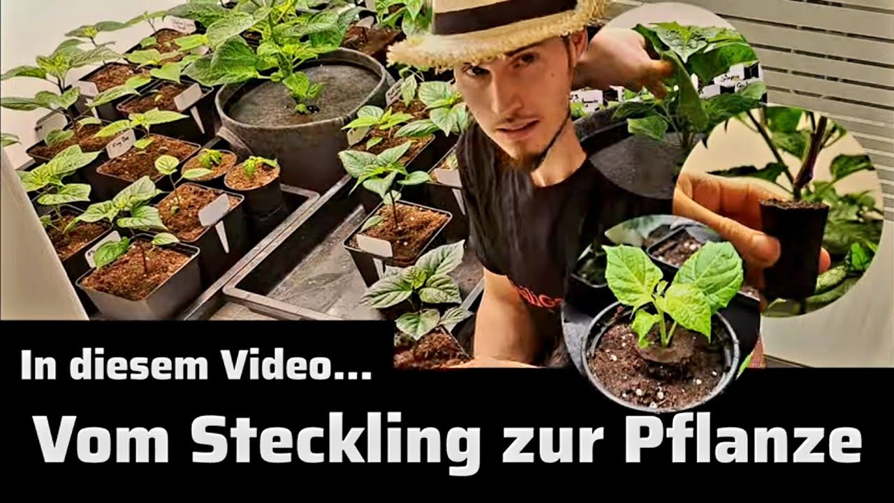 Steckling richtig schneiden und bewurzeln