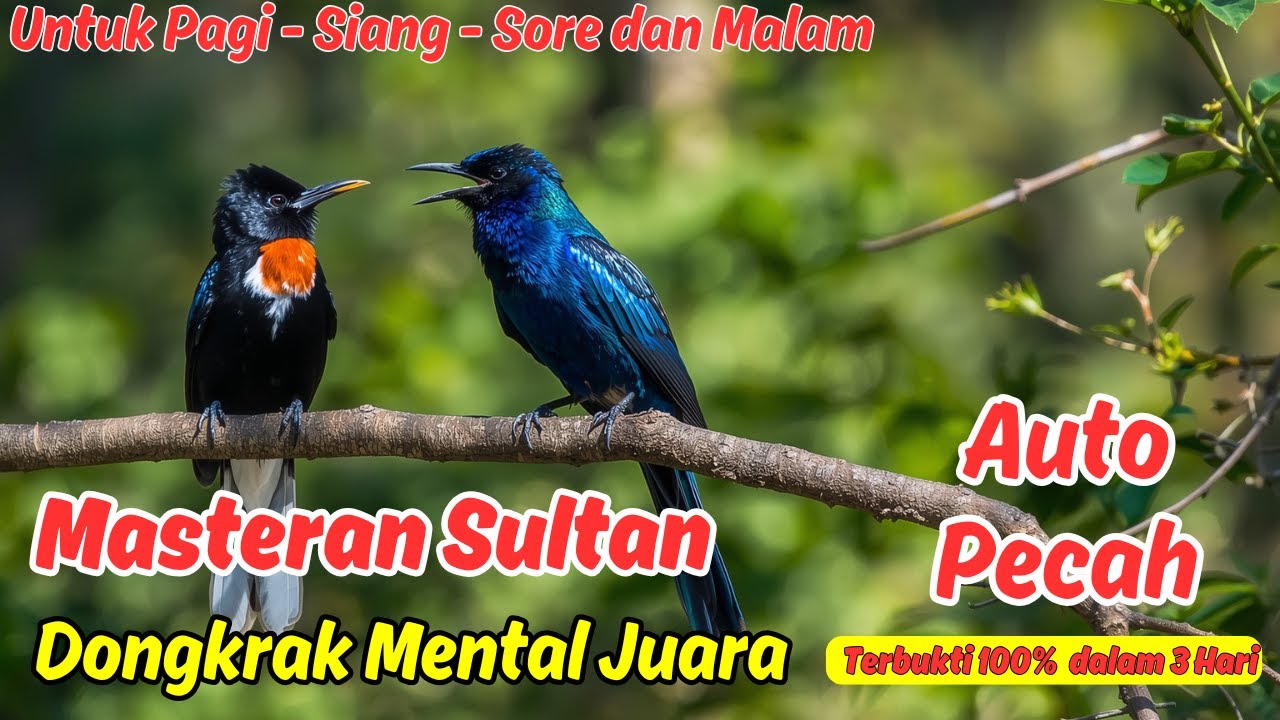 Pancingan Murai Batu Ngebren Panjang Bikin Tampil Bagus