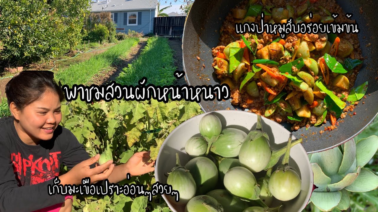 EP.183 พาชมสวนผักหน้าหนาว ￼ไม่มีหิมะตกแต่อากาศ 3 องศา เก็บมะเขือเปราะหนีหนาว ทำแกงป่าหมูสับอร่อยมากๆ