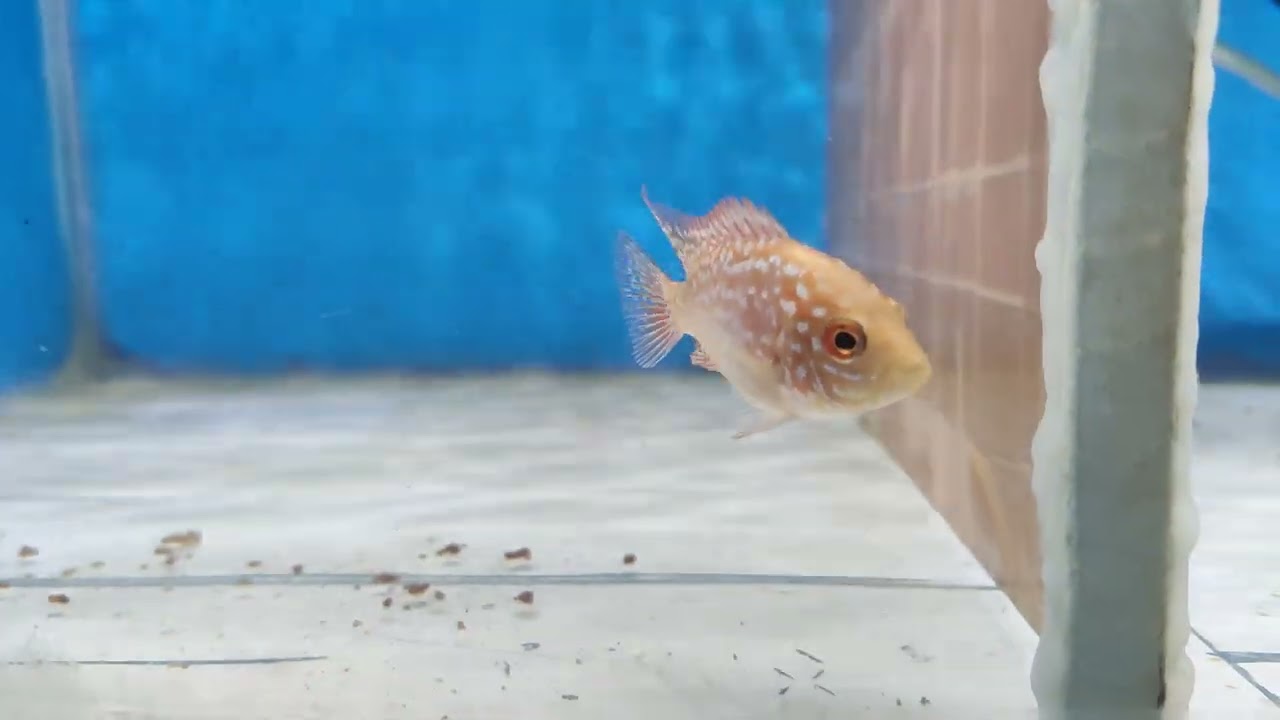 KAMFA F2 GEN GB ORI THAILAND SIZE 5 CM YG SATU JENONG SATU MUTASI