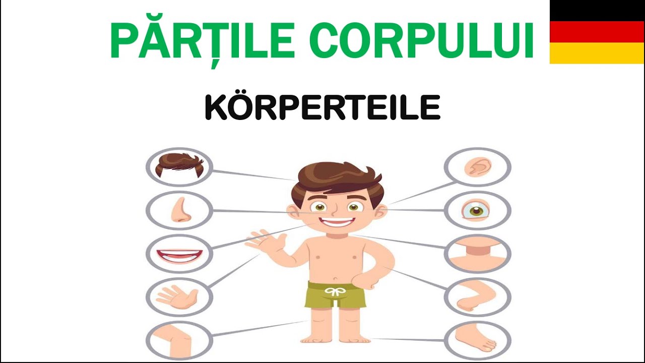 🇩🇪Părțile corpului! 👩🏼&zwj;🦳👨🏻&zwj;🦰K&ouml;rperteile!👁👅👄💪🦶👣🖐👂👃🫁🫀