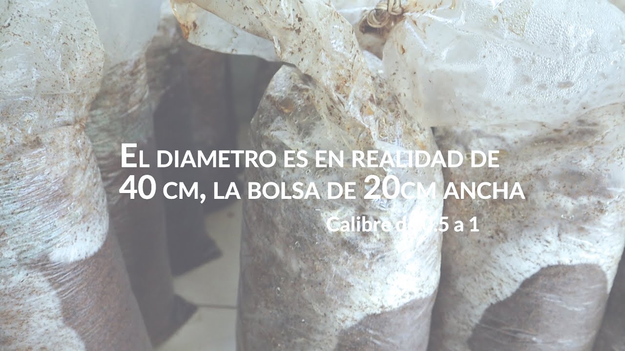 métodos de cultivo de hongos descomponedores primarios, Orellanas, Shiitake, ganoderma y muchos mas!