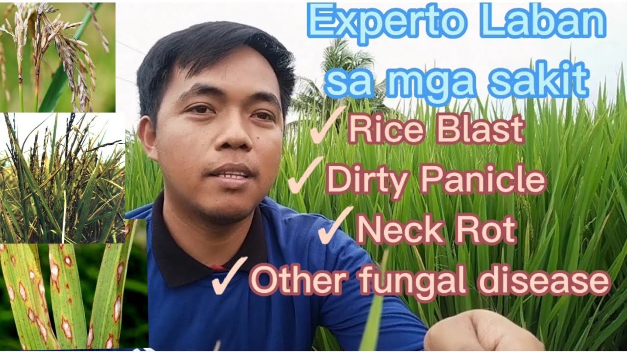 Mabisang lason sa mga sakit sa Palay | Fungicide para sa sakit palay | Acanto Fungicide