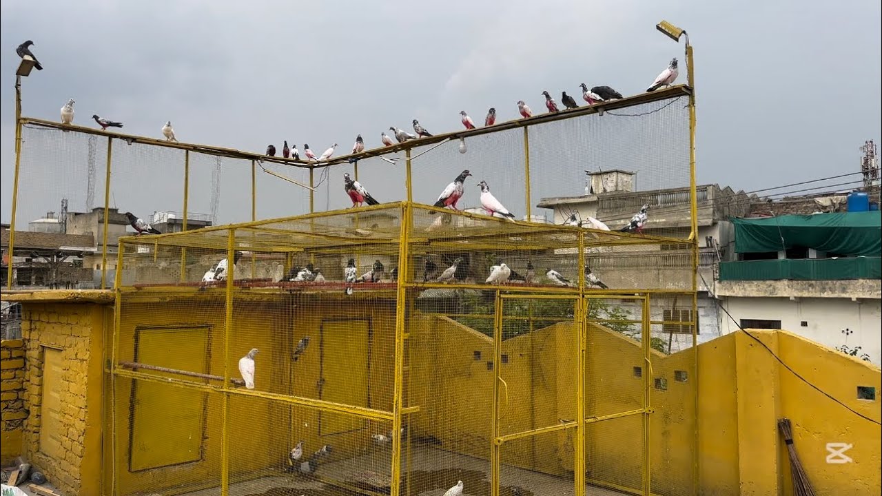 Tufan ah gya aik bar phr Rawalpindi mein 😱 | Dar pigeons club |