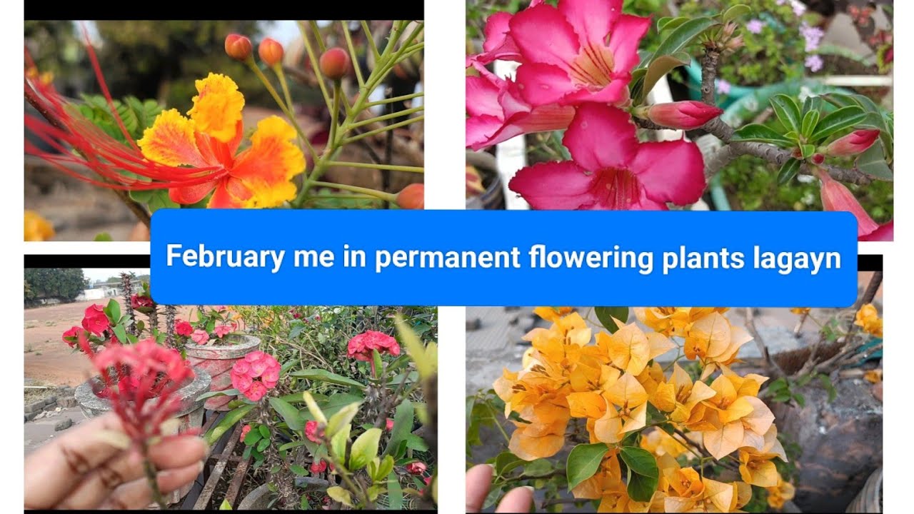 February me 10+pakke permanent flowering plants cutting se lagayn garden me char chand lagayn#viral#