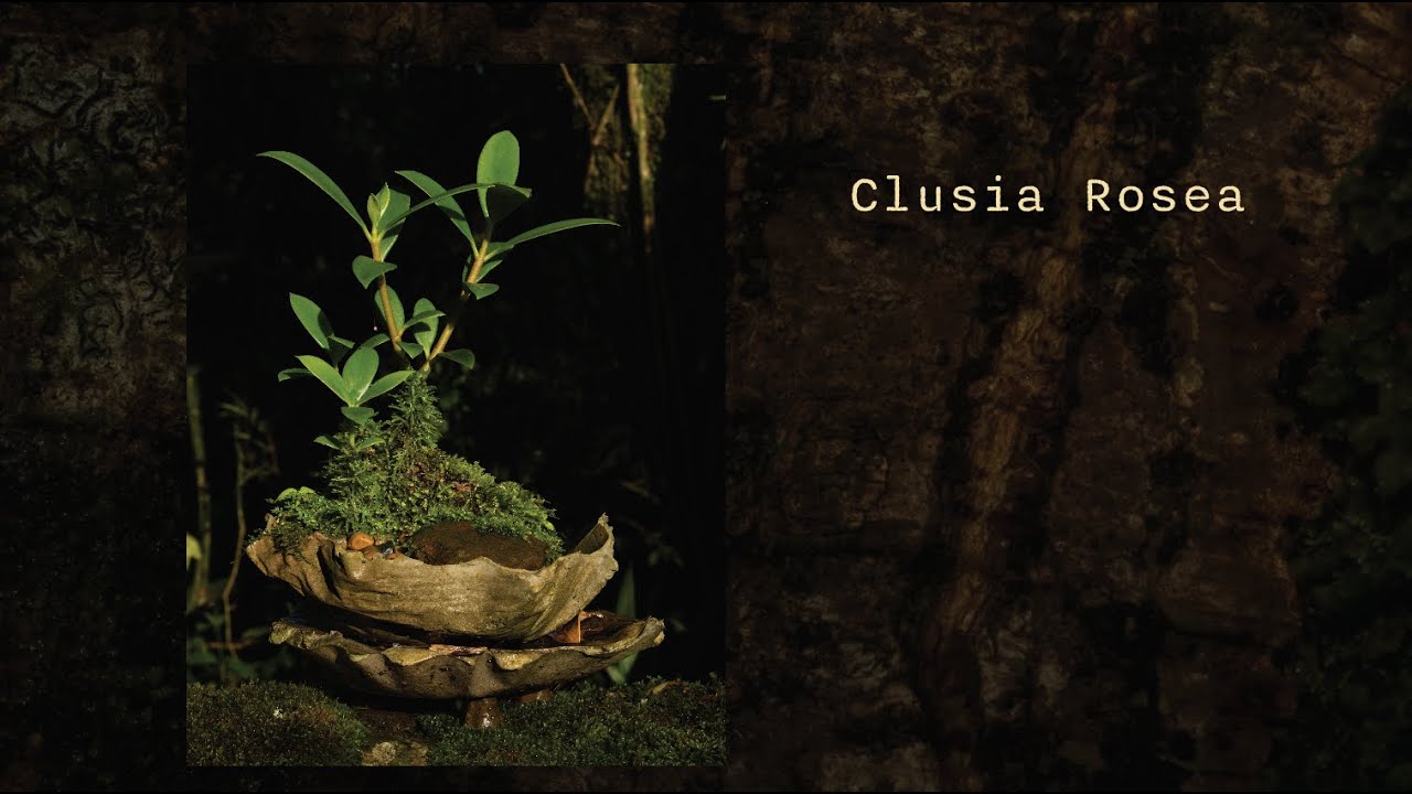 Clusia Rosea | Higuerón